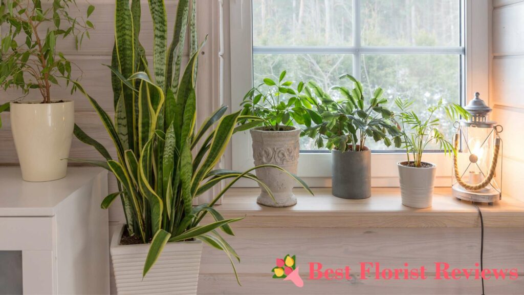 9 Reasons Snake Plants Droop and How to Solve Them