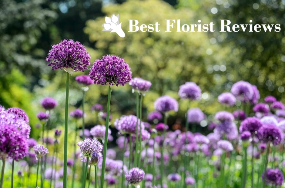 A Guide to the Allium Flower Meaning, Symbolism, and Uses