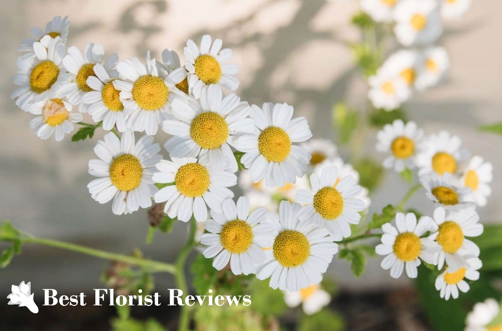 A Guide to the Chamomile Flower Symbolism & Uses
