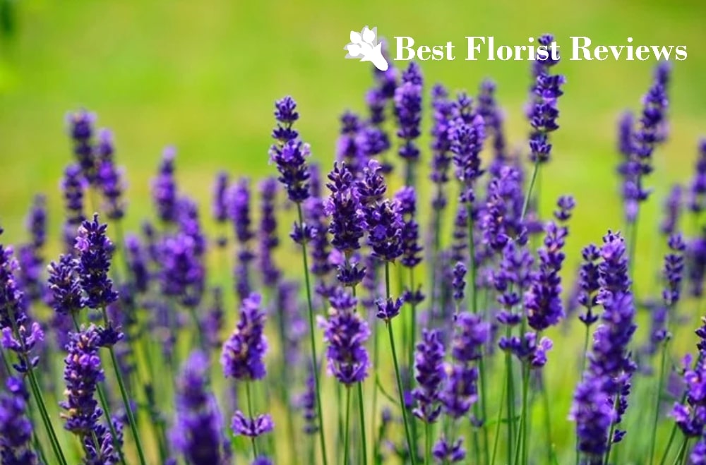 A Guide to the Lavender Flower Symbolism and Uses
