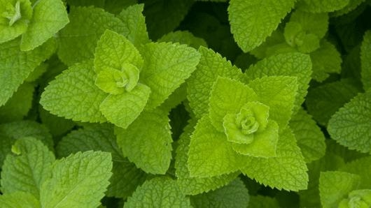 Apple Mint