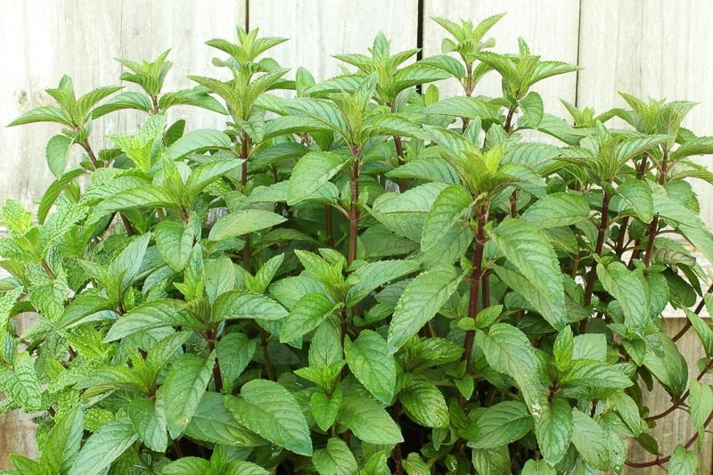 Basil Mint