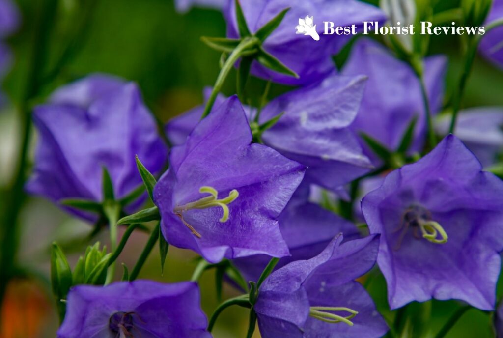 Bellflower Meaning A Symbolic Guide to Campanula