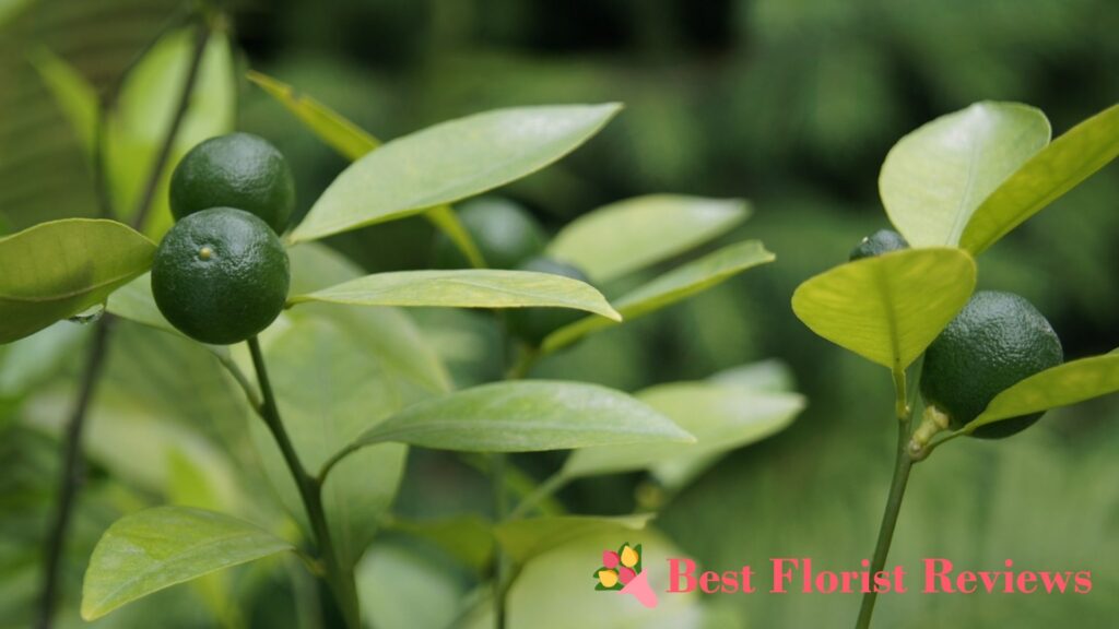 Calamondin Orange
