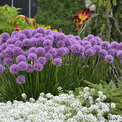 Can allium flowers be used for medicinal purposes