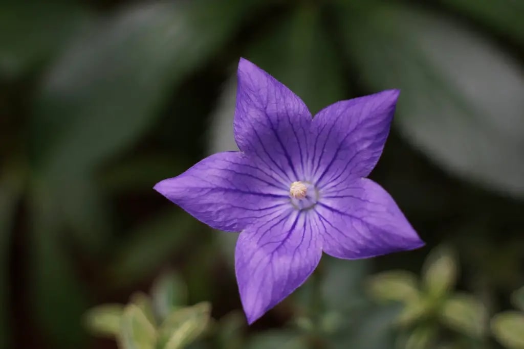 Can bellflowers be used for medicinal purposes