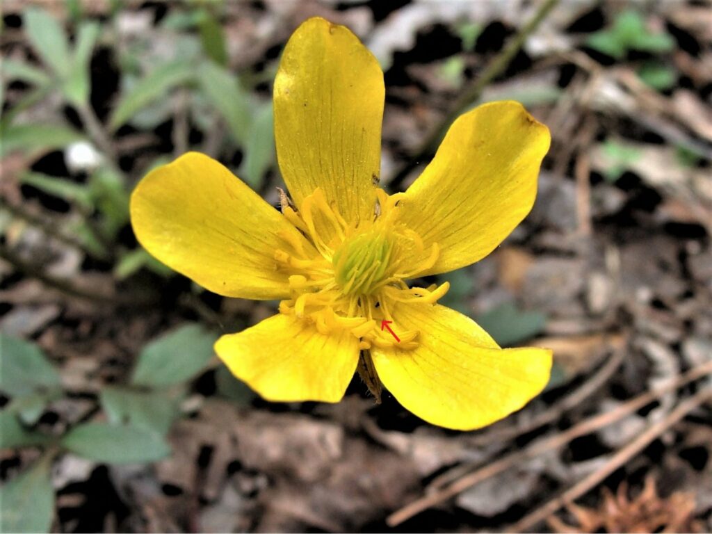 Can buttercup flowers be used for medicinal purposes