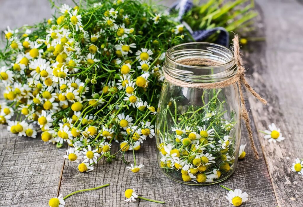 Can chamomile flowers be used for medicinal purposes