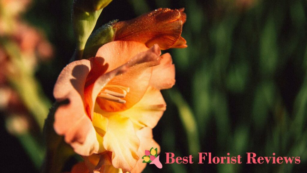 Can gladiolus flowers be used as medicine