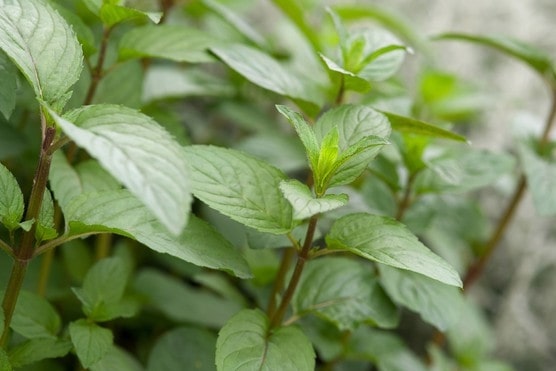 Chocolate Mint