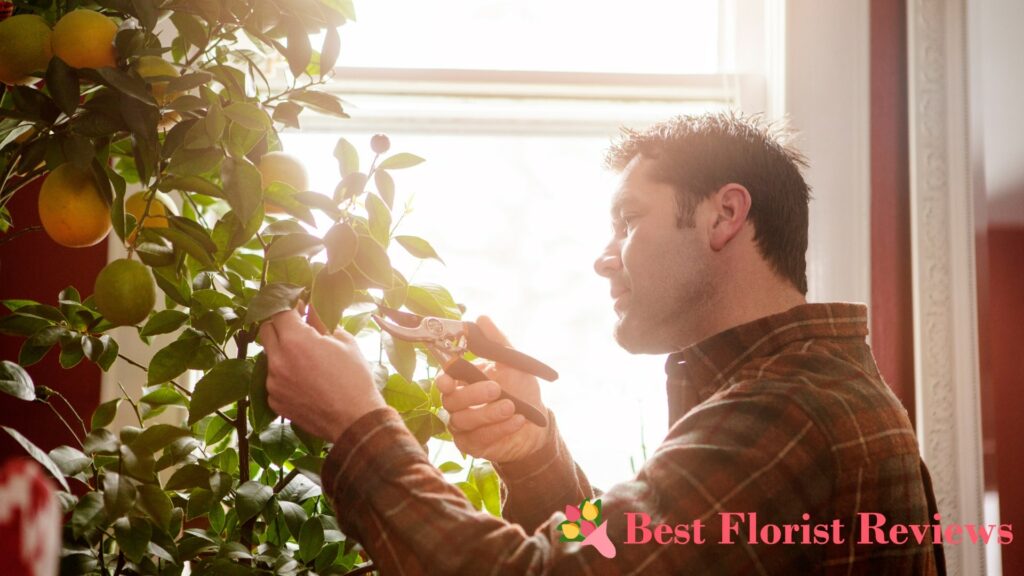 Common Problems of Indoor Orange Trees