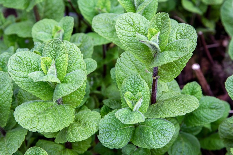Cuban Mint