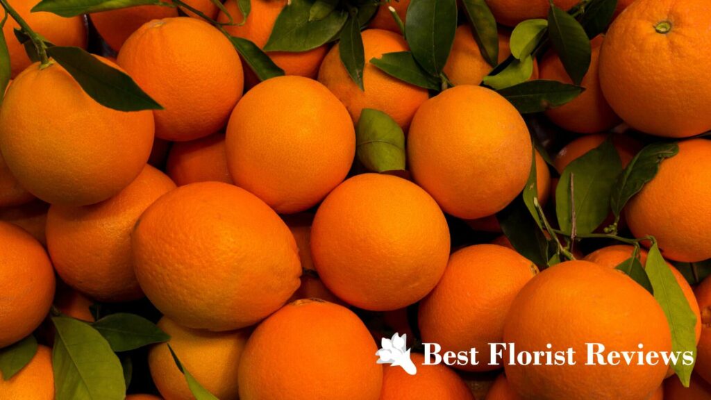 Dwarf Valencia Orange