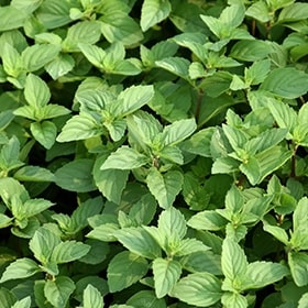 Ginger Mint