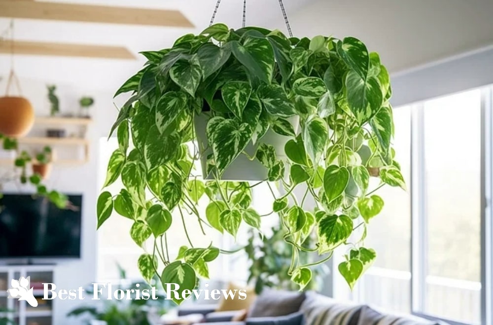 Guide to Making the Best Soil Mix for Pothos Plants