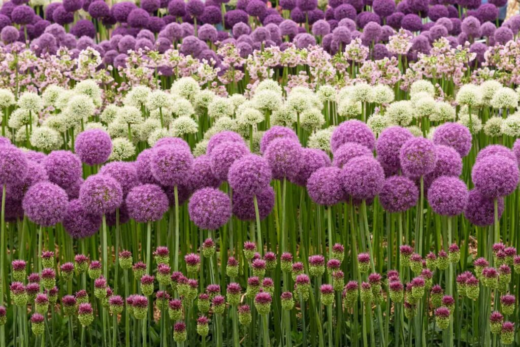 How can allium flowers be used in gardening and landscaping