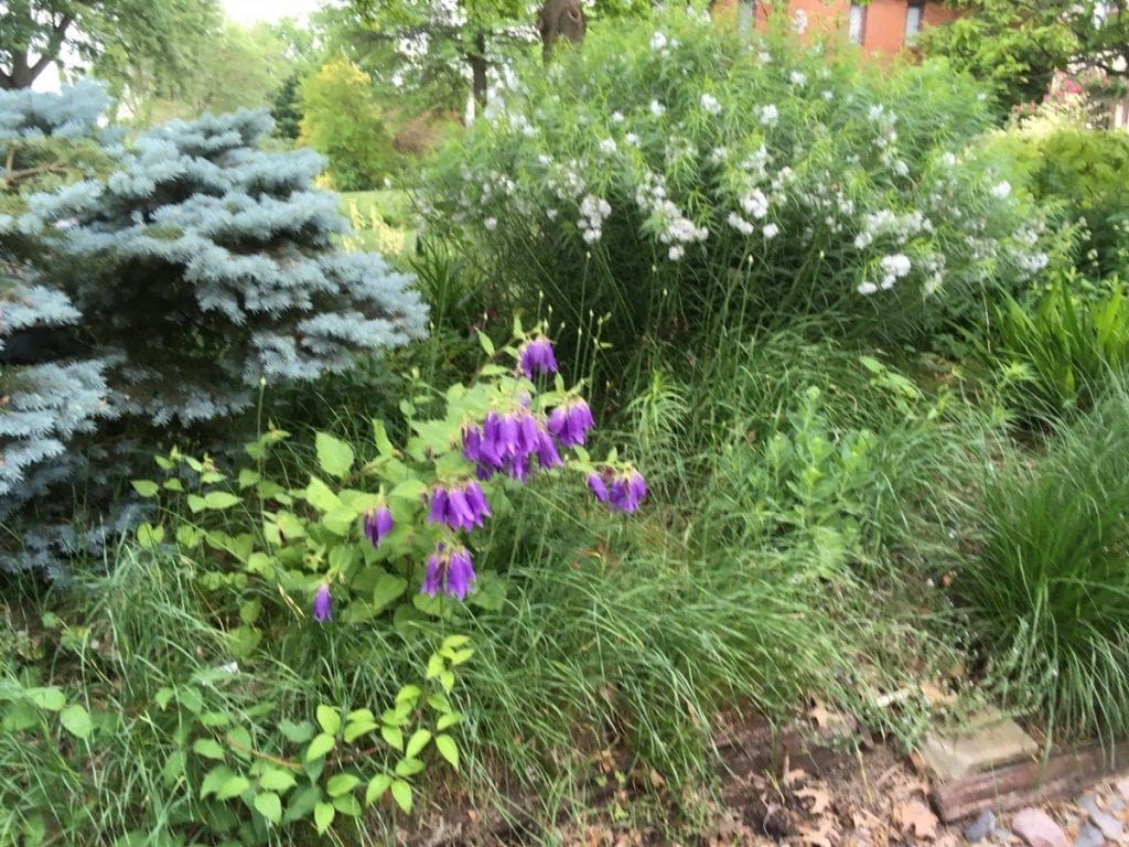 How can bellflowers be used in gardening and landscaping