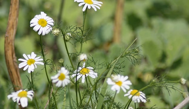 How can chamomile flowers be used in gardening and landscaping