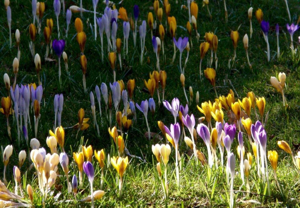 How can crocus flowers be used in gardening and landscaping