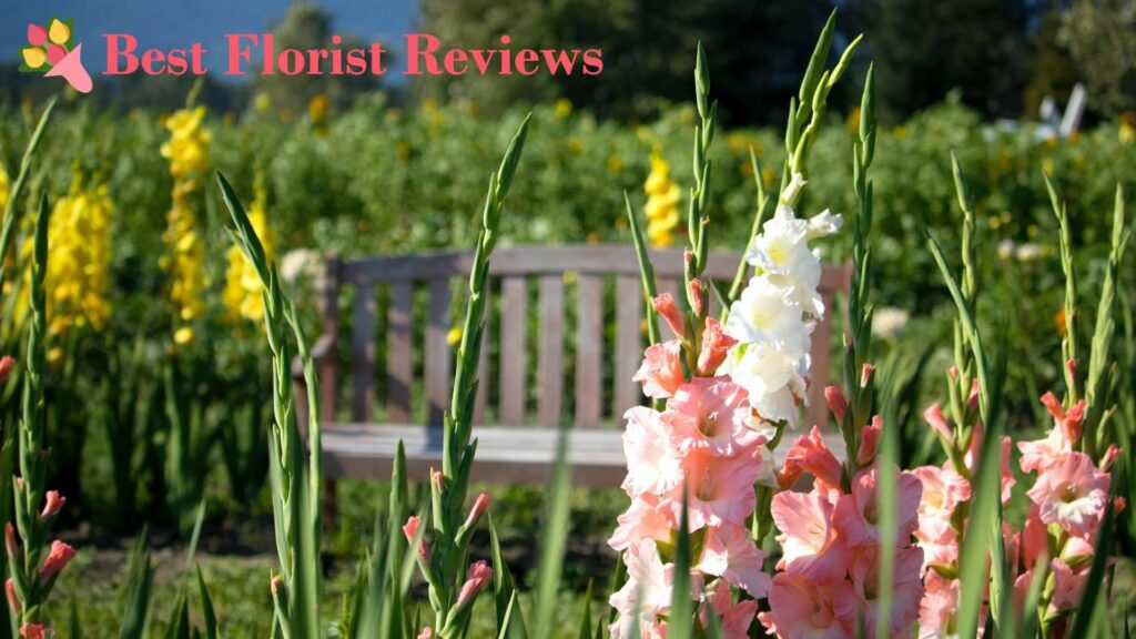How can gladiolus flowers be used in gardening