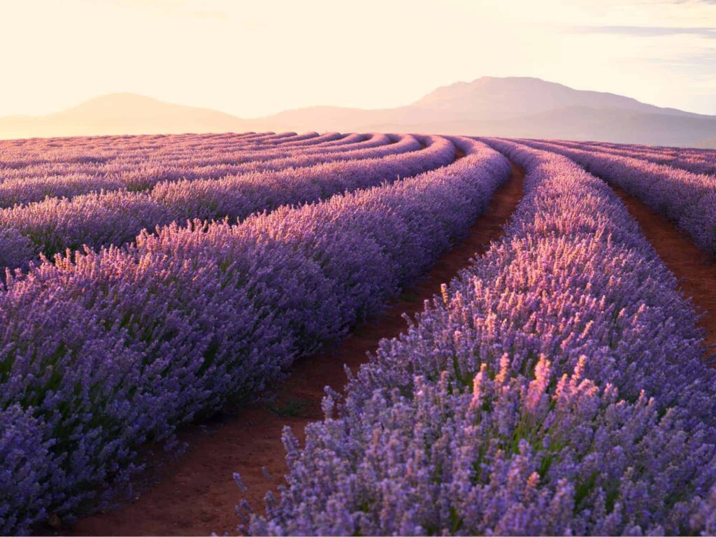 How can lavender flowers be used in gardening and landscaping