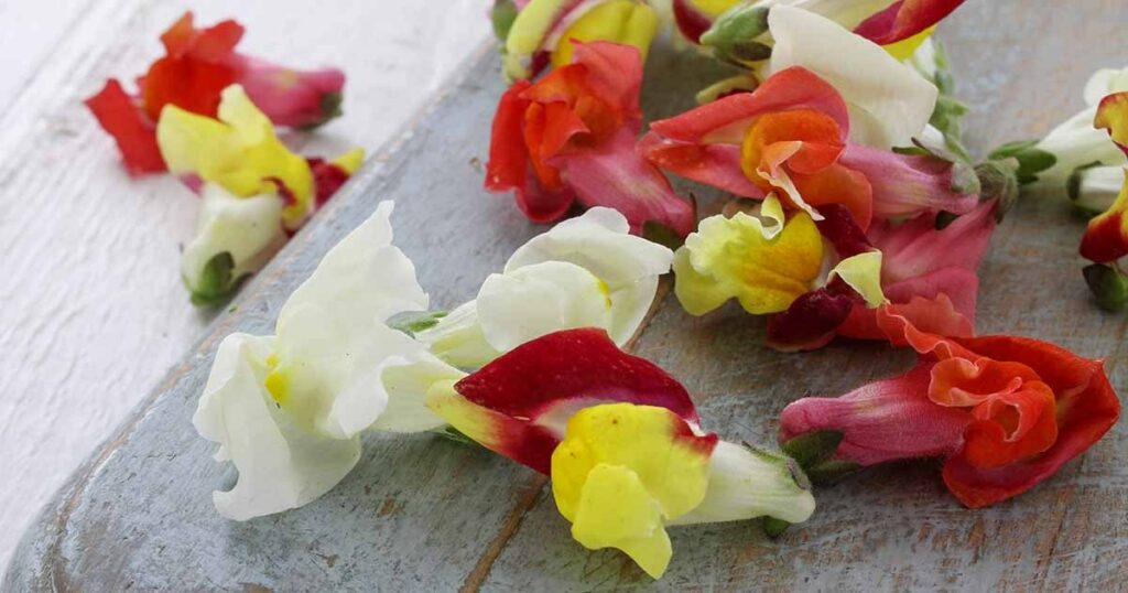 How can snapdragon flowers be used in cooking