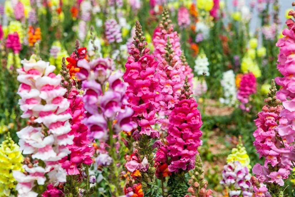 How can snapdragon flowers be used in gardening and landscaping