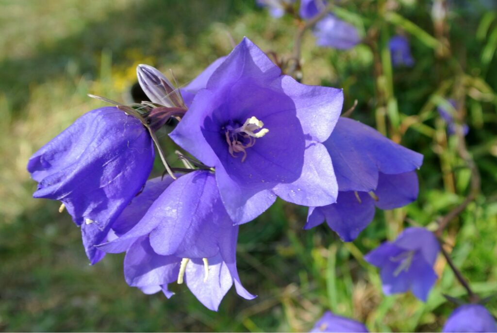 How did the bellflower get its name