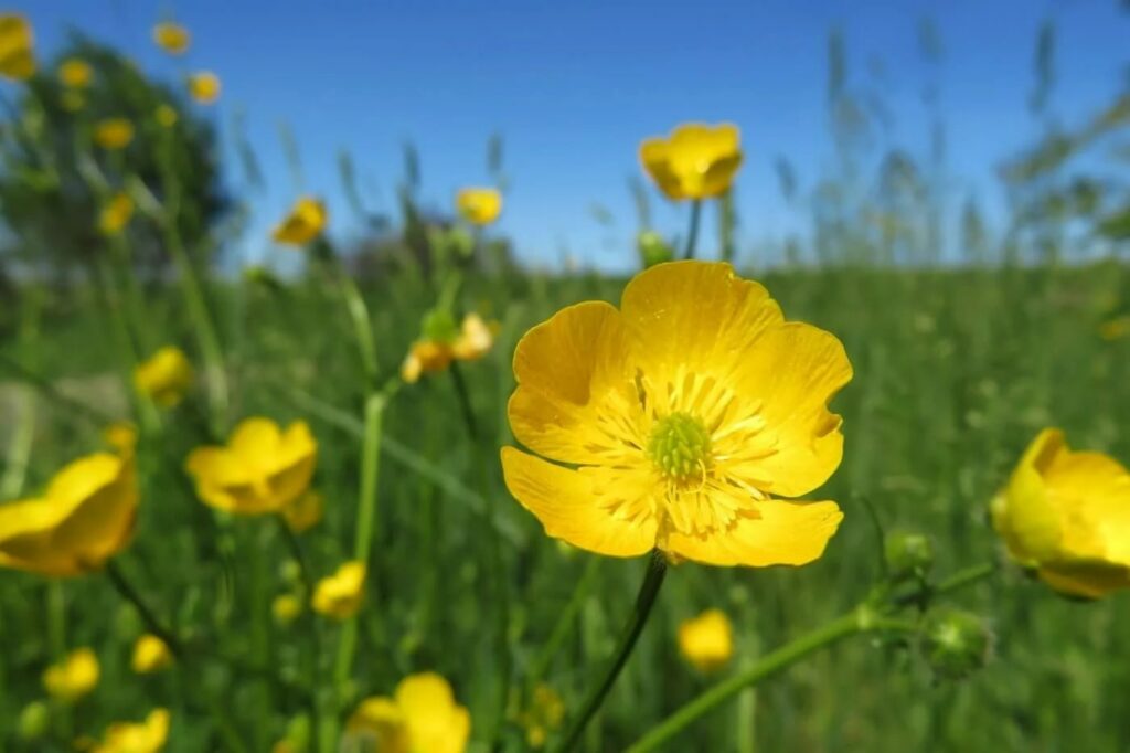 How did the buttercup flower get its name