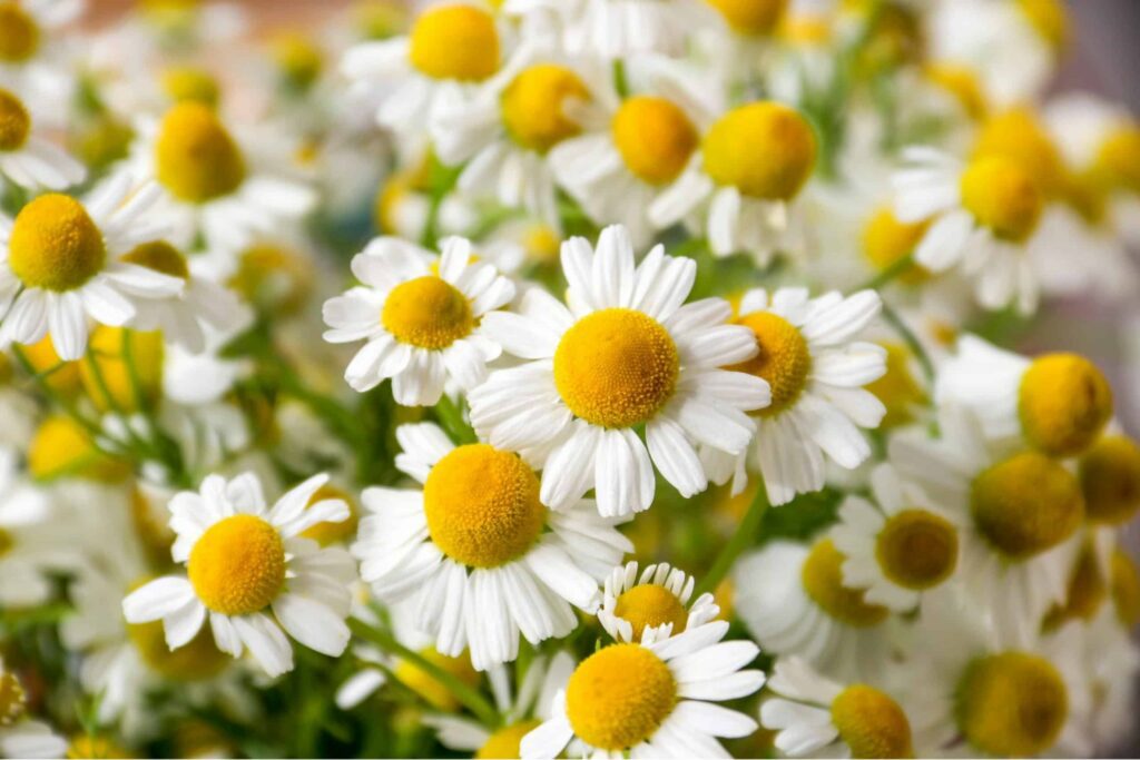 How did the chamomile flower get its name