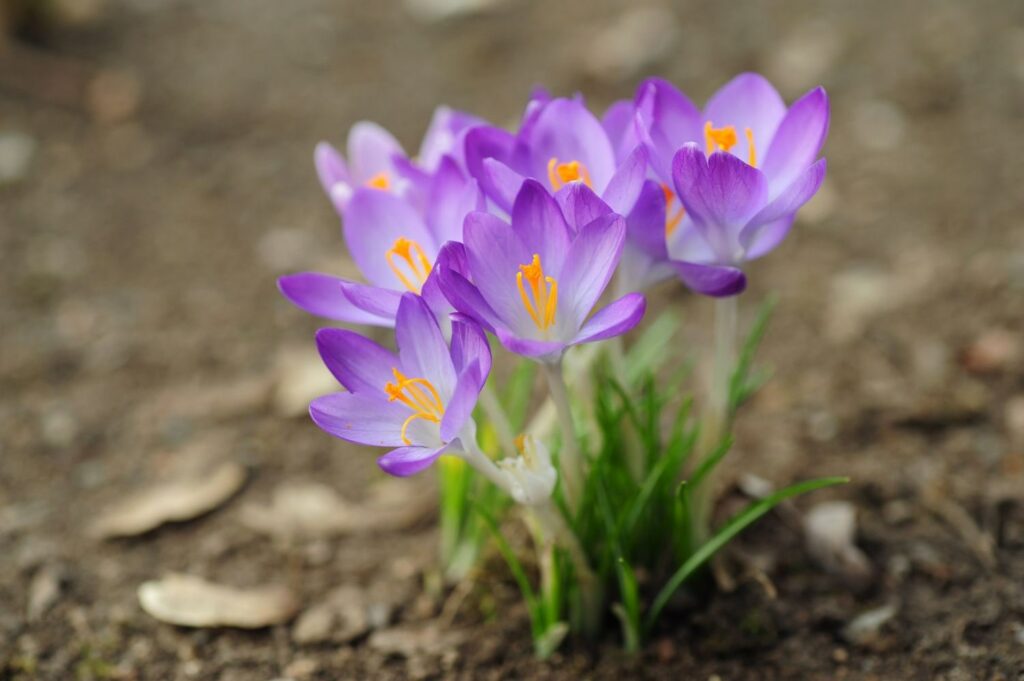 How did the crocus flower get its name