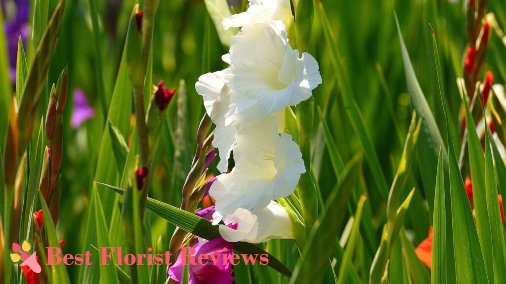 How did the gladiolus flower get its name