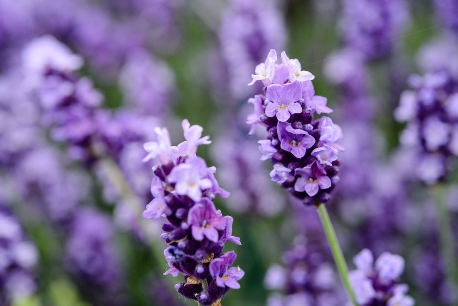 How did the lavender flower get its name