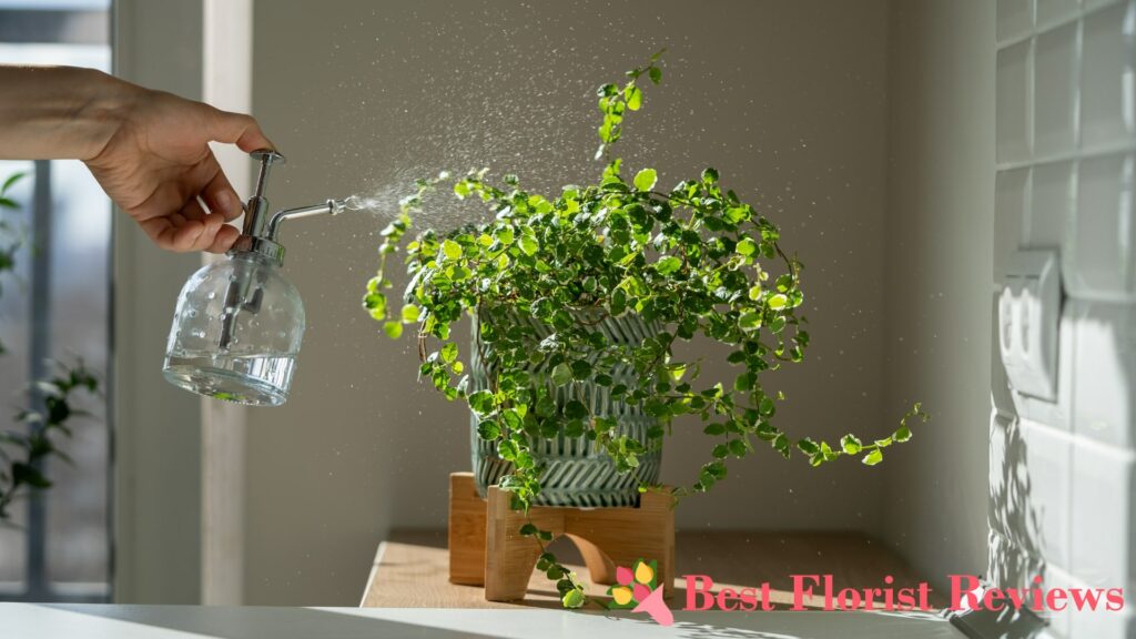 How often should I water my turtle vine