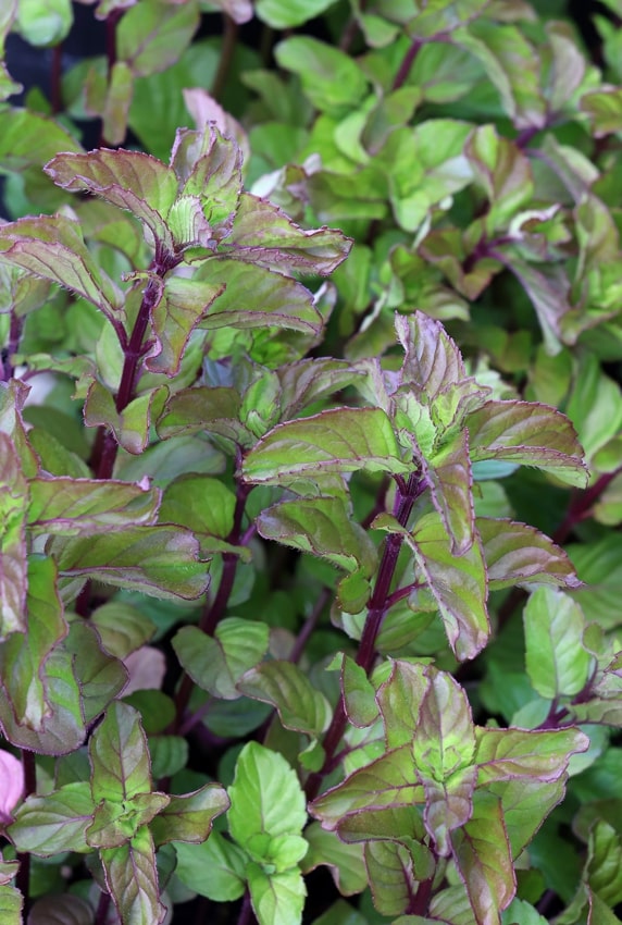 Lavender Mint