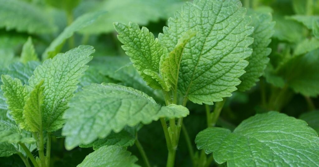 Lemon Balm