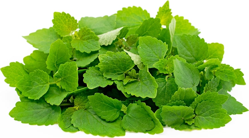 Licorice Mint