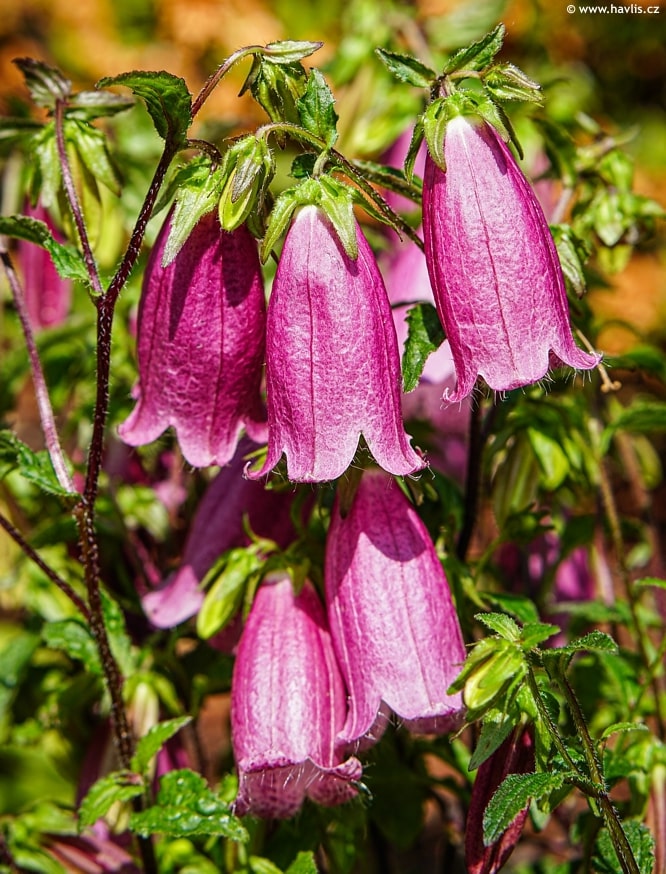 Magenta