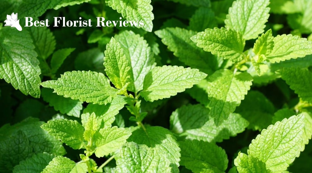 Minty Delights A Guide to 10 Types of Mint Plants