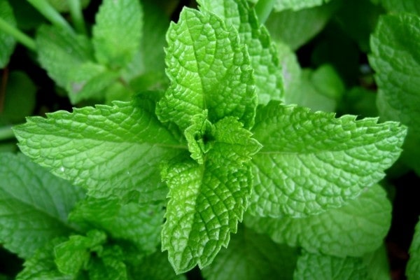 Peppermint