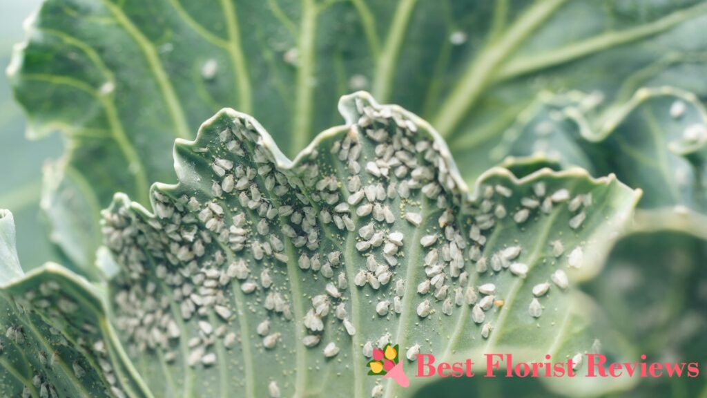 Pests and Diseases