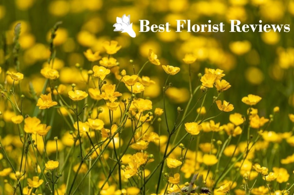 Rediscovering Childhood Joys Buttercup Flowers