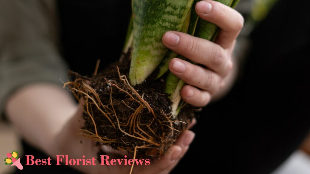 Root Binding