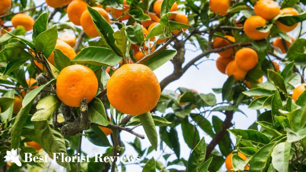 Satsuma Orange