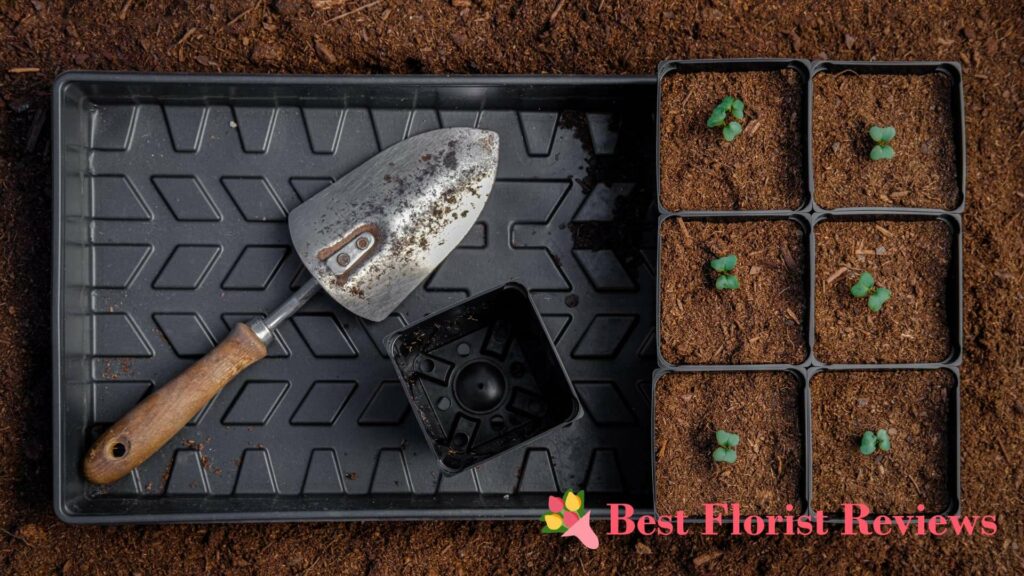 Soil Mix Recipes for a Jade Plant