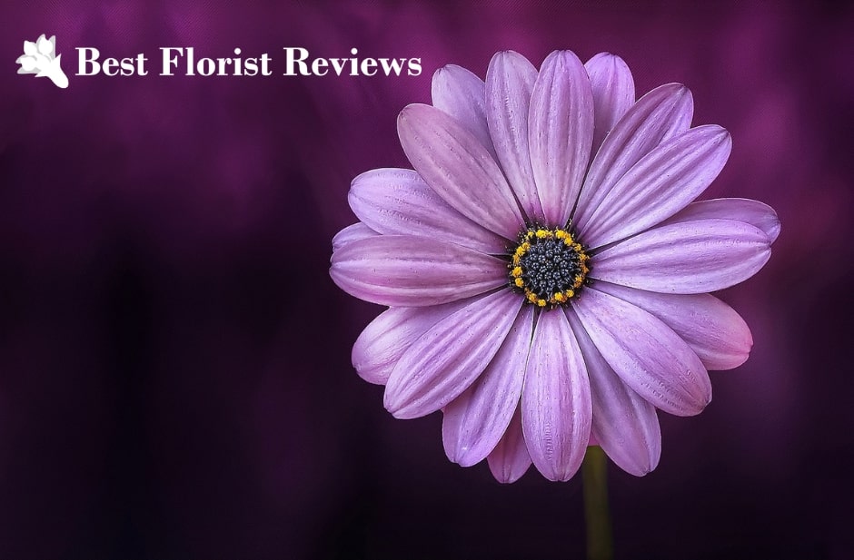 The Mysterious Symbolism of Purple Flowers