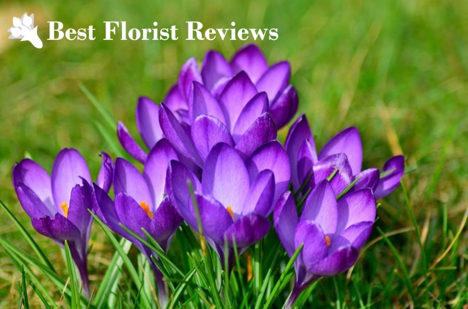 The Ultimate Guide to the Crocus Flower Meaning, Symbolism, and Uses