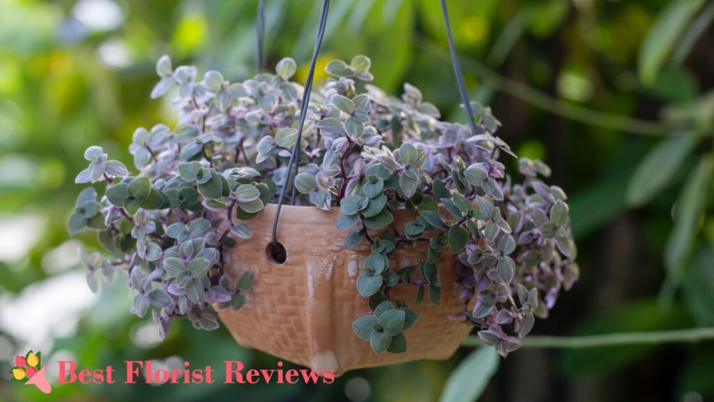 Turtle Vine Care Guide Tips for Thriving Callisia Repens