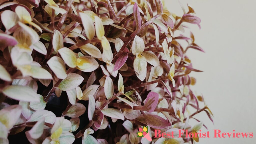 Turtle Vine General Information