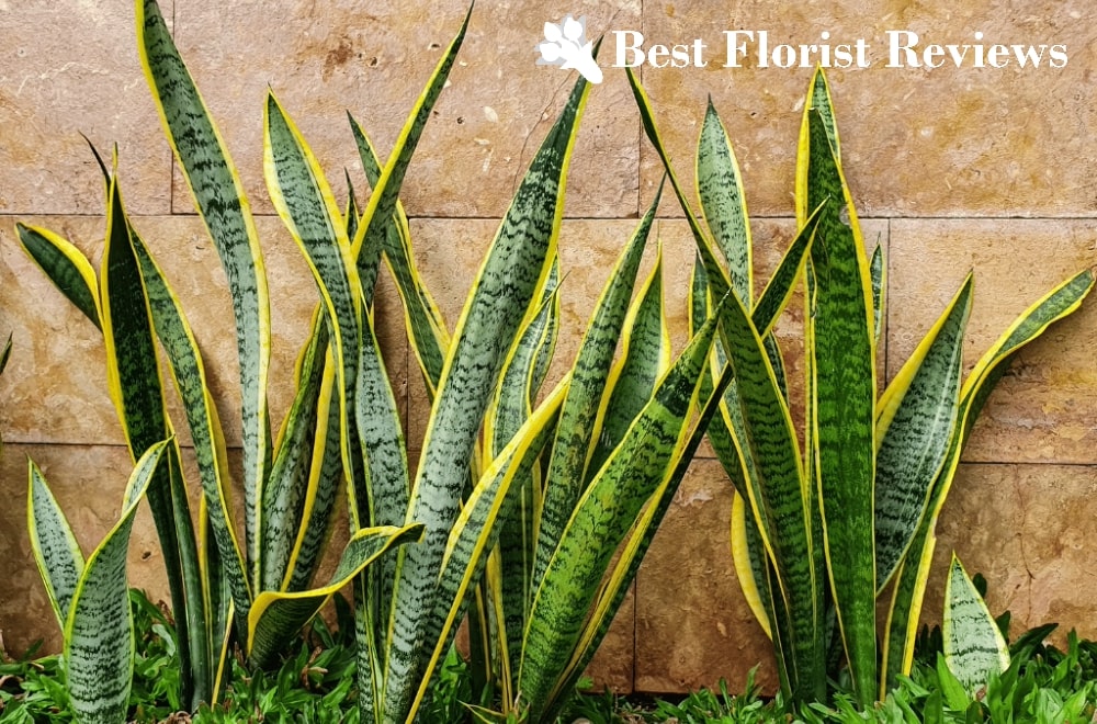 Ultimate Care Guide for Dracaena Trifasciata (Snake Plant)